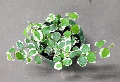 4" Ficus Repens Creeping Fig Variegated 